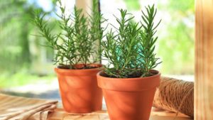 Plantas para tu hogar que te ayudan a disminuir el estrés