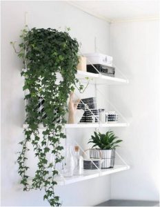 9 plantas colgantes fáciles de mantener para el interior de tu hogar