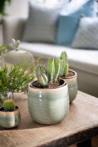 Plantas de interior que le dan vida a tu hogar