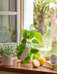 Plantas de interior que le dan vida a tu hogar