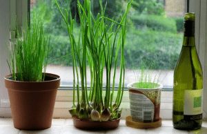 5 plantas que sirven como repelentes de insectos para tu hogar