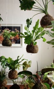 5 plantas colgantes que embellecen tu hogar