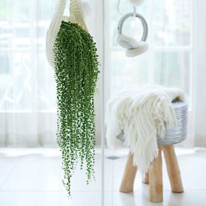 5 plantas colgantes que embellecen tu hogar